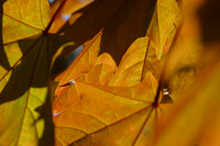 Artsy_0086