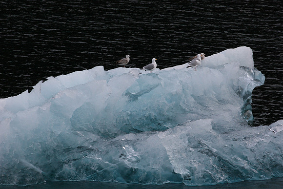 CD Best of Alaska (166)