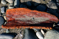 FH050023
