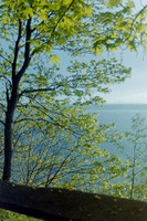 Trees_0004