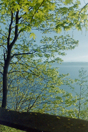 Trees_0004