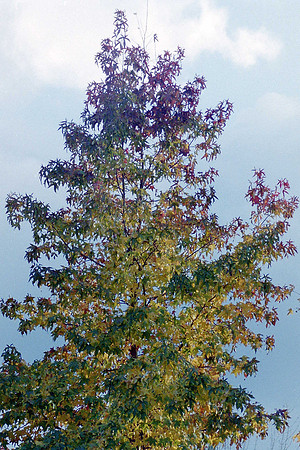 Trees_0033