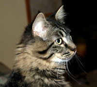 kitty-cat-Zeema