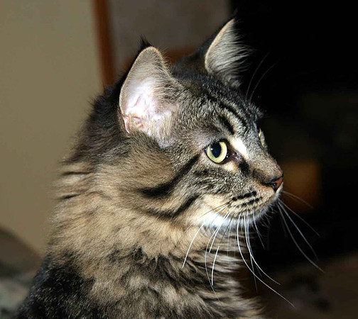 kitty-cat-Zeema