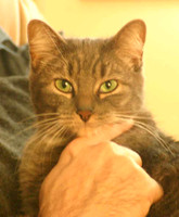 Cute-kitty-with-dave