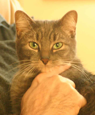 Cute-kitty-with-dave