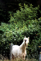 8-3-2008_002