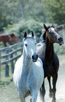 Animals_0050