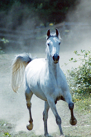 Animals_0075