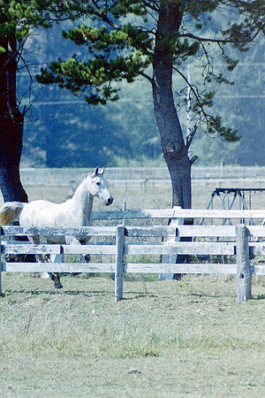 Animals_0066