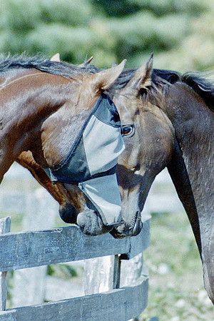 Animals_0094