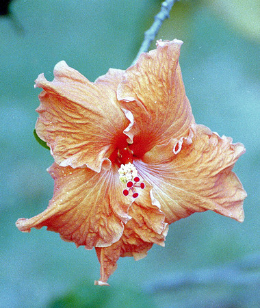 flowers_0099