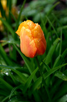 IMG_7373