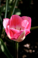 IMG_1564