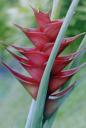 flowers_0061
