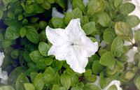 flowers_0069