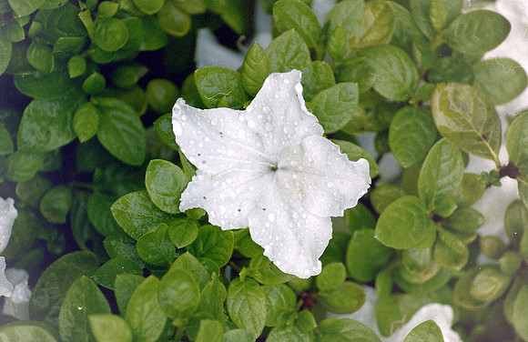 flowers_0069