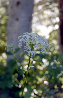 flowers_0052