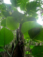DSCN1353