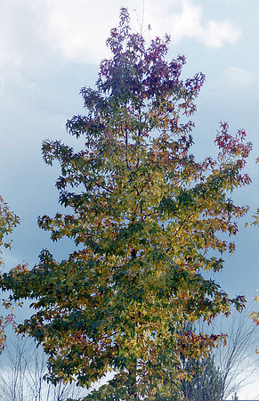 Trees_0022