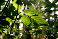 IMG_0244_2