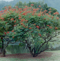 flowers_0107_2